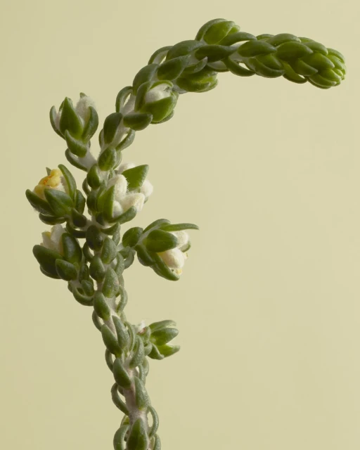Close-up of a curved green plant stem with white flowers, set against a soft yellow background, highlighting natural detail and texture.