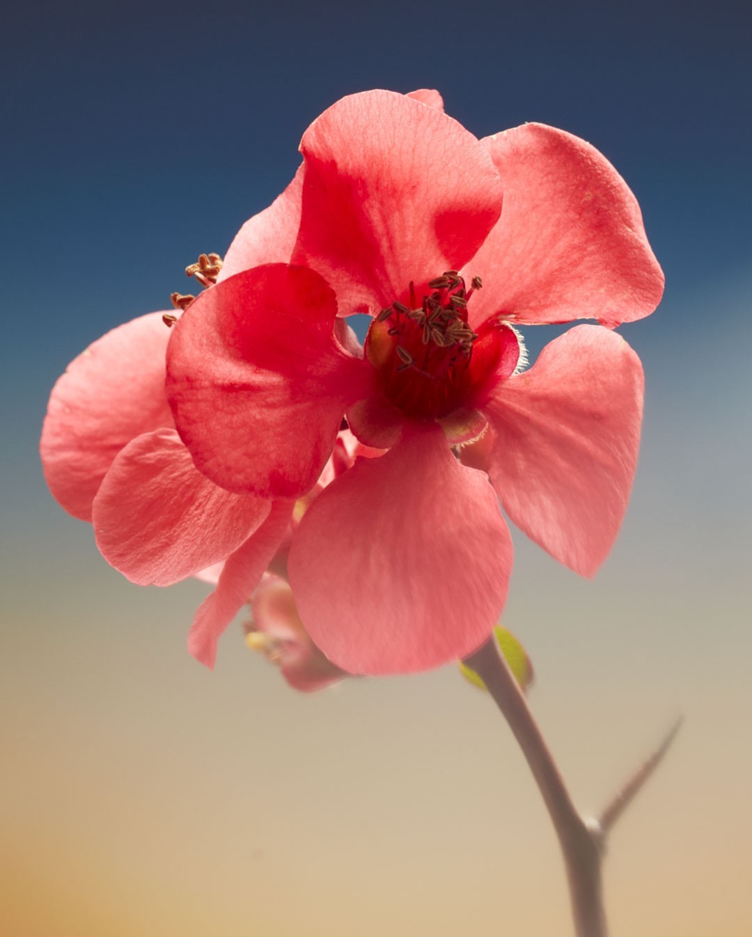 Close-up photograph of a vibrant coral-colored Japanese quince blossom featuring a detailed stem and a soft gradient blue and beige background.
