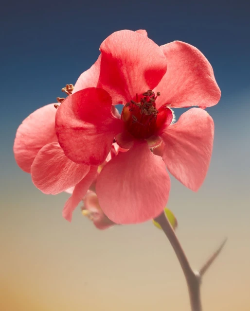 Close-up photograph of a vibrant coral-colored Japanese quince blossom featuring a detailed stem and a soft gradient blue and beige background.