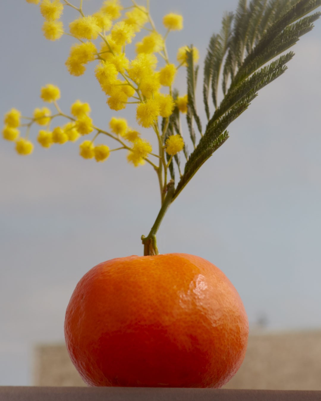 Still life featuring a bright orange citrus fruit with yellow mimosa flowers and green foliage against a soft, diffused light blue background.