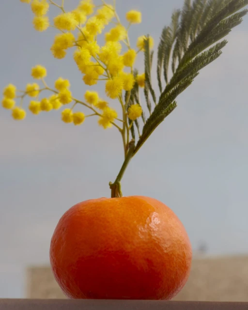 Still life featuring a bright orange citrus fruit with yellow mimosa flowers and green foliage against a soft, diffused light blue background.