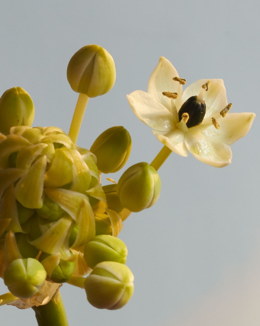 Close-up of blooming Ornithogalum flower head featuring white petals, green buds, and a black seed center against a pale sky background.