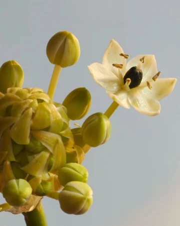 Close-up of blooming Ornithogalum flower head featuring white petals, green buds, and a black seed center against a pale sky background.