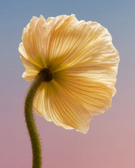 Close-up shot of a translucent pale-yellow poppy flower with delicate, ruffled petals and a fuzzy stem against a soft blue and pink background.