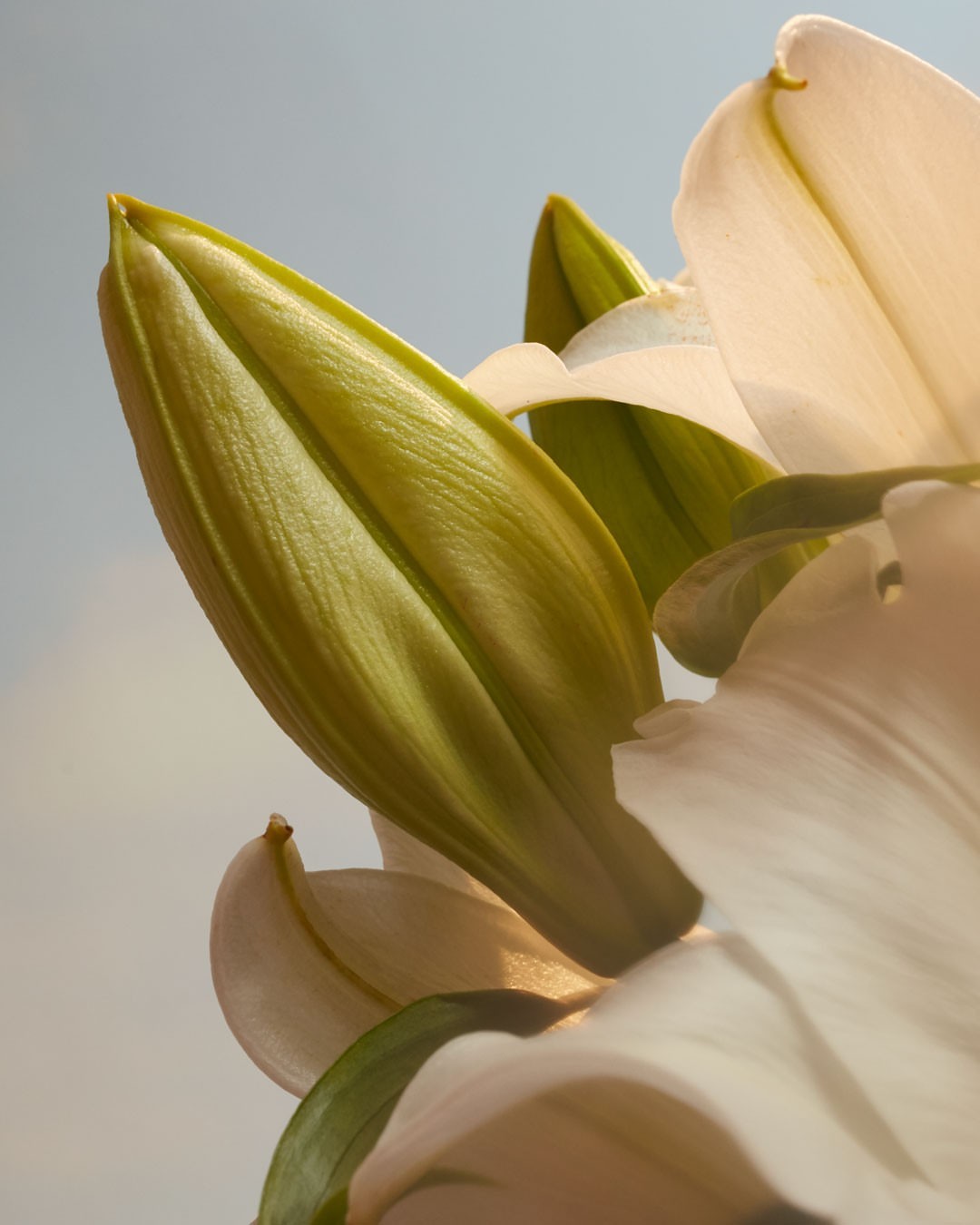 Close-up of a white lily with a green bud against a muted blue background, showcasing the delicate floral details and natural beauty.