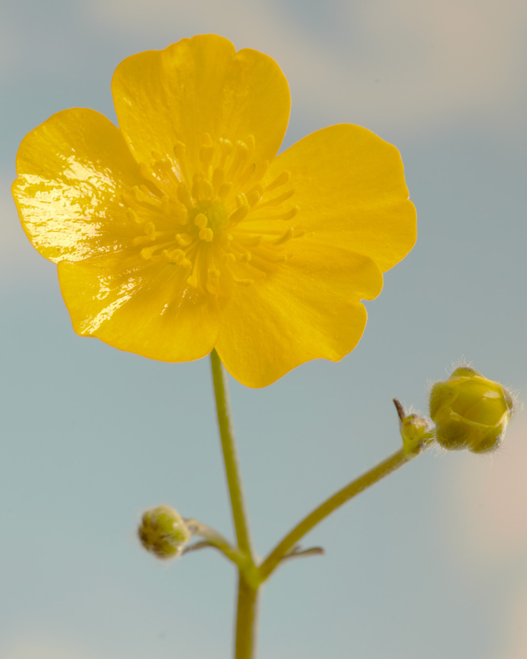 Macro photo of a single yellow buttercup flower with unopened buds against a soft blue and white sky backdrop in an outdoor setting.
