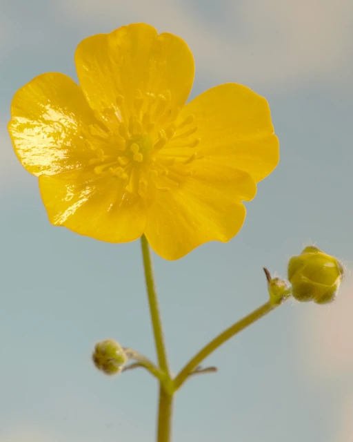 Macro photo of a single yellow buttercup flower with unopened buds against a soft blue and white sky backdrop in an outdoor setting.
