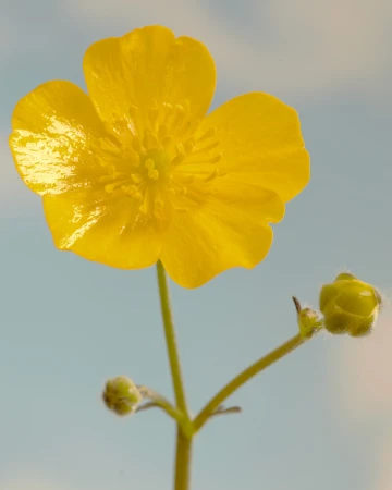Macro photo of a single yellow buttercup flower with unopened buds against a soft blue and white sky backdrop in an outdoor setting.