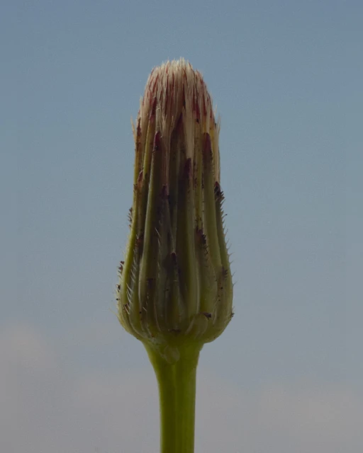 Close-up of a dandelion seed head, with its seeds intact, pointing upwards against a soft blue sky with light, scattered clouds.
