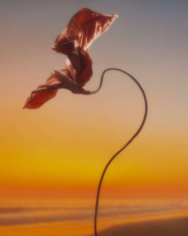 A single, dried, brown leaf attached to a long stem curves upwards against a background gradient of blue and orange.