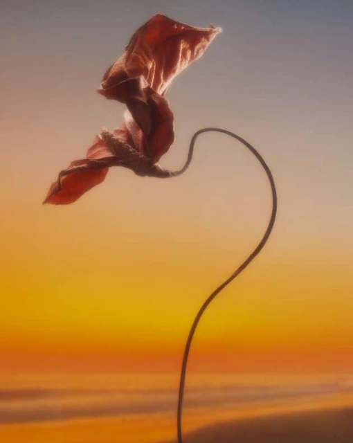 A single, dried, brown leaf attached to a long stem curves upwards against a background gradient of blue and orange. 