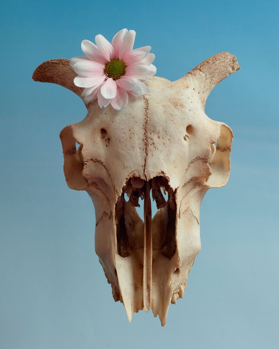 Close-up of an animal skull with horns, adorned with a pink daisy, set against a soft, graduated blue background.