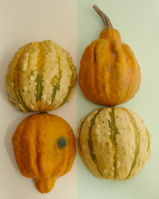 Still life featuring four gourds of varying colors and shapes arranged on a split background of cream and light green, showcasing textures and patterns.