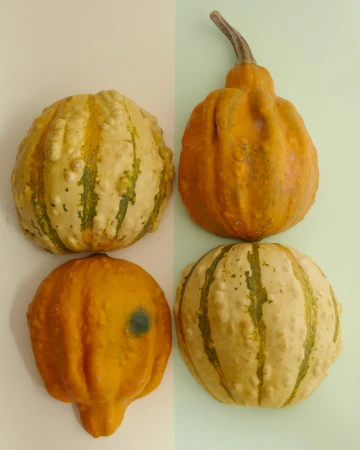 Still life featuring four gourds of varying colors and shapes arranged on a split background of cream and light green, showcasing textures and patterns.