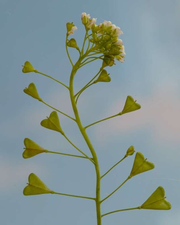 Close-up of a shepherd's purse plant with small white flowers and heart-shaped seed pods against a soft blue sky, emphasizing botanical details.
