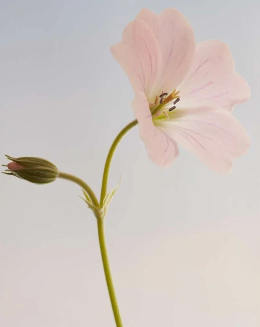 Close-up studio shot of a pink geranium flower with a closed bud on a light blue background, highlighting the flower's delicate details.