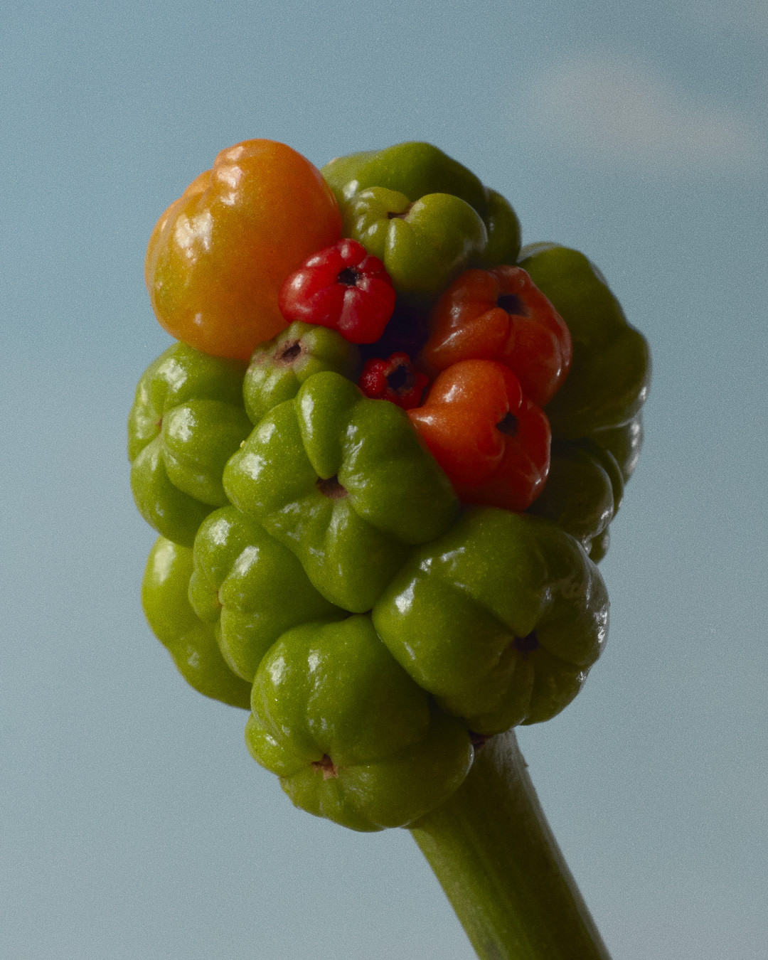 Close-up of an Arum italicum plant with its vibrant green berries and a mix of orange and red berries set against a blue sky.