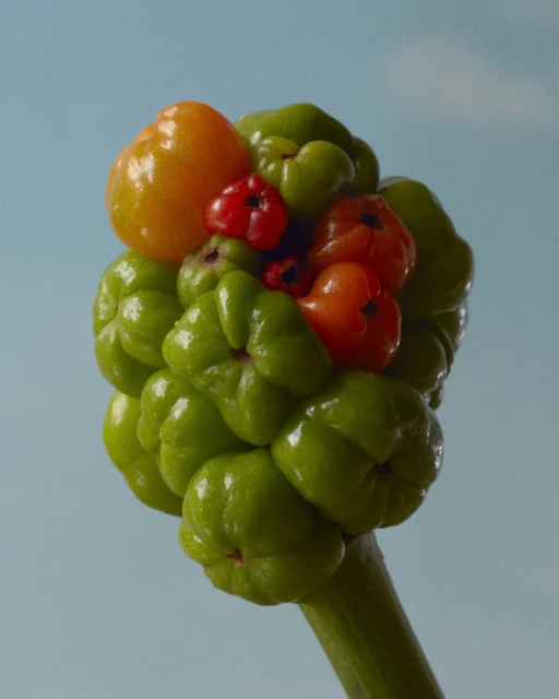 Close-up of an Arum italicum plant with its vibrant green berries and a mix of orange and red berries set against a blue sky.