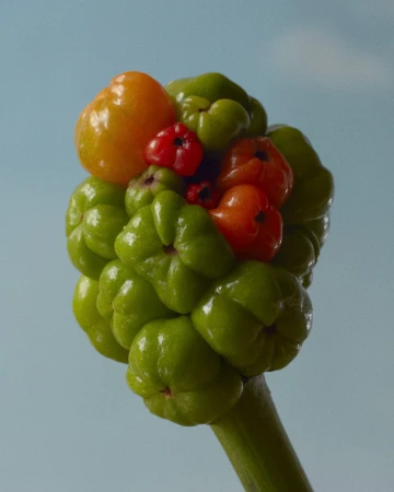 Close-up of an Arum italicum plant with its vibrant green berries and a mix of orange and red berries set against a blue sky.