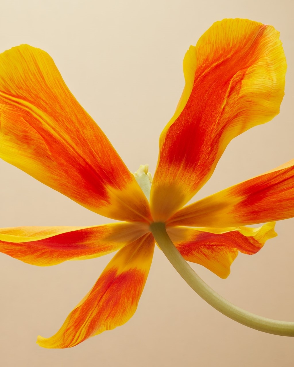 Close-up of a vibrant tulip with yellow and red petals, showcasing its unique, open shape against a neutral background, floral beauty.