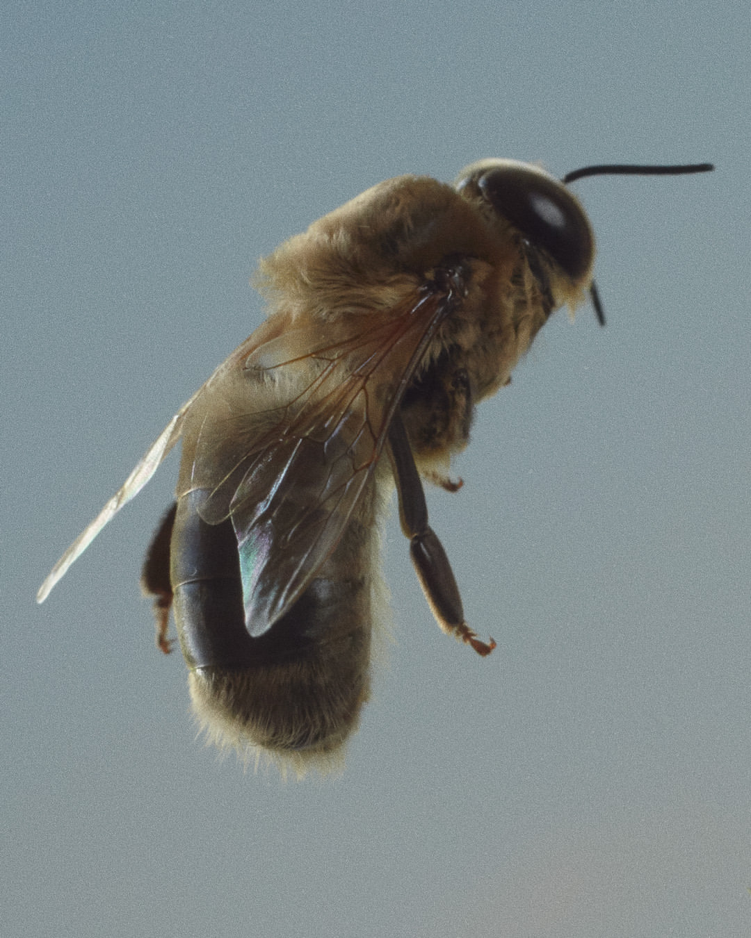 Macro photograph of a bee in flight against a soft blue background, highlighting its detailed wings and fuzzy body.