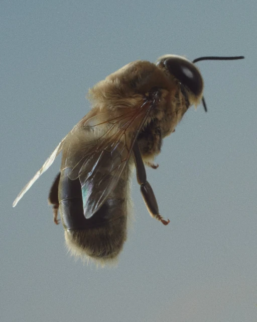 Macro photograph of a bee in flight against a soft blue background, highlighting its detailed wings and fuzzy body.