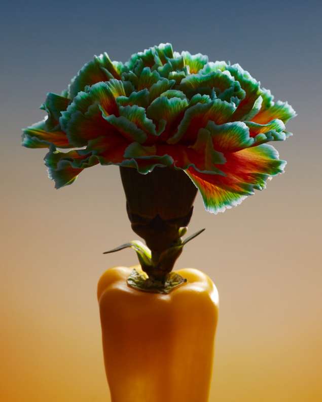 Colorful flower arrangement featuring a green and orange carnation nestled atop a bright yellow bell pepper, set against a gradient background.