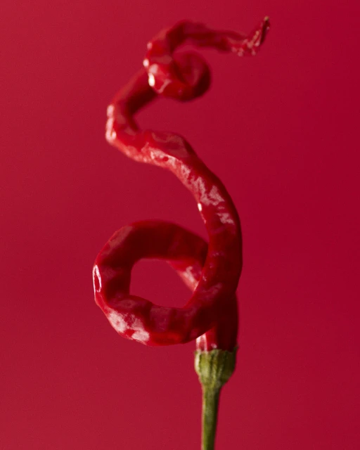 Macro photo of a twisted red chili pepper against a solid red background, showcasing its glossy texture and unique spiral shape.