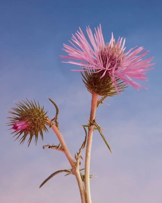 Closeup of a purple thistle plant with buds against a gradient blue sky, showcasing intricate floral details and natural beauty.