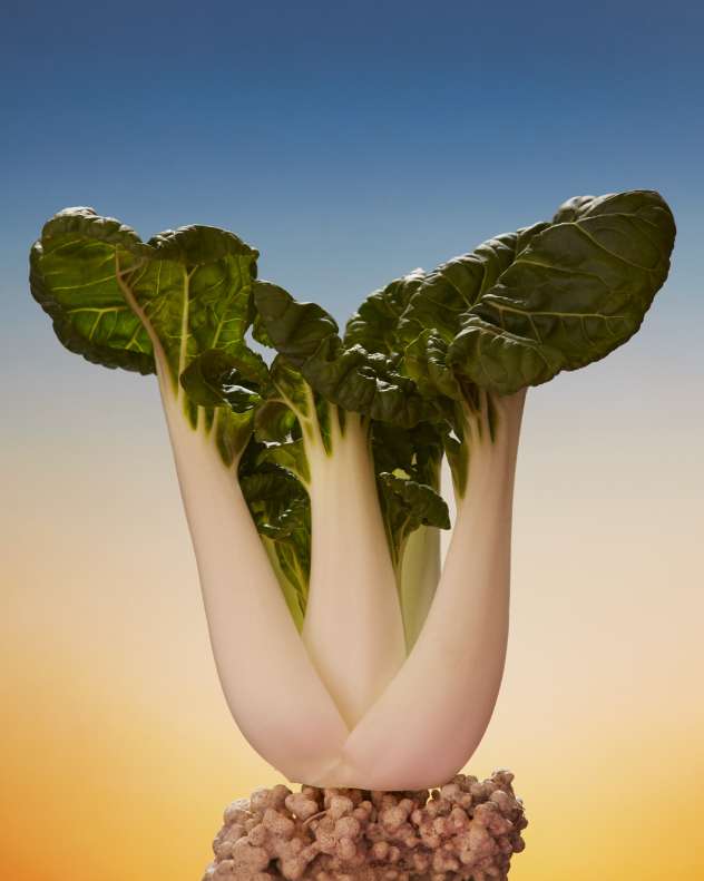 Bok choy on a pile of small, round objects against a gradient blue and yellow background in a studio setting with diffused lighting.