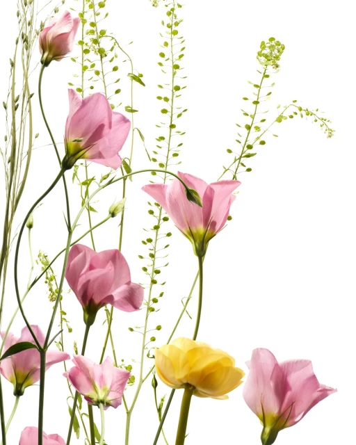 Botanical still life with pink Eustoma flowers, delicate green foliage, and slender stems on a white background, emphasizing their intricate details.