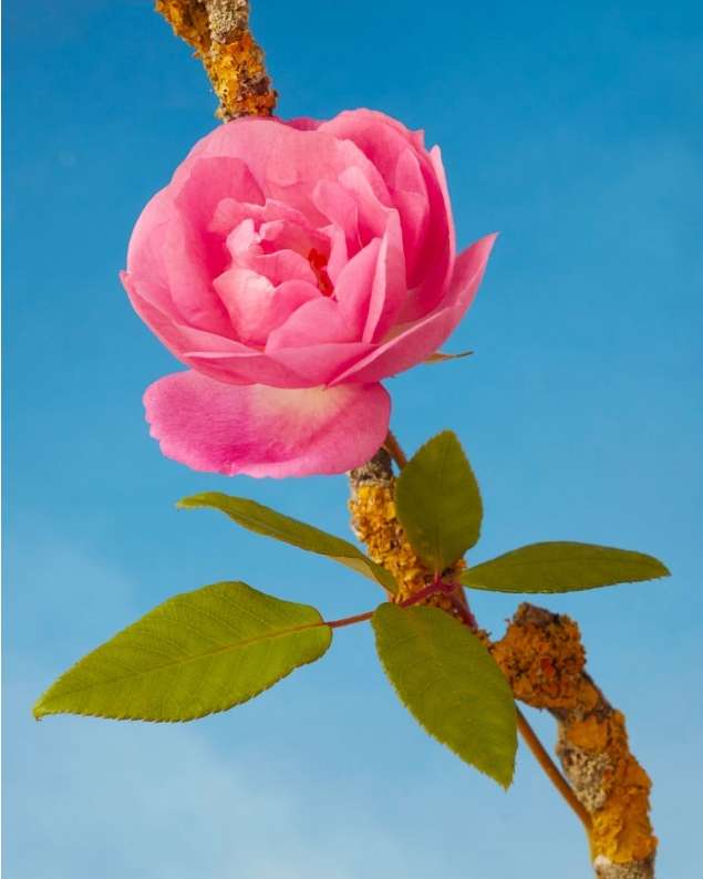 Close-up of a pink rose blossom with green leaves on a branch, set against a clear blue sky.