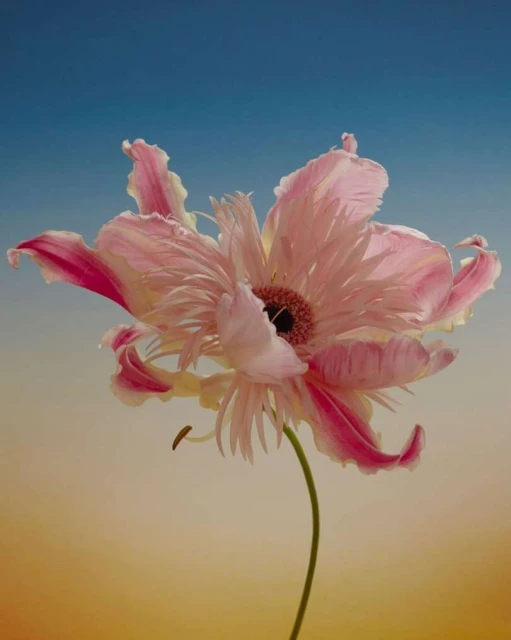 Close-up of a light pink gerbera flower with a long green stem set against a gradient blue and yellow background, artistic floral photography.
