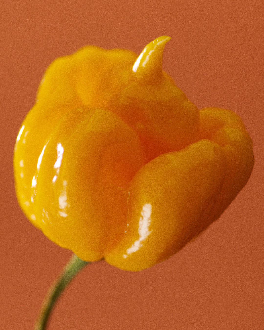 Close-up studio shot of a yellow Carolina Reaper pepper with a smooth, glossy surface and a green stem against a peach-colored background.