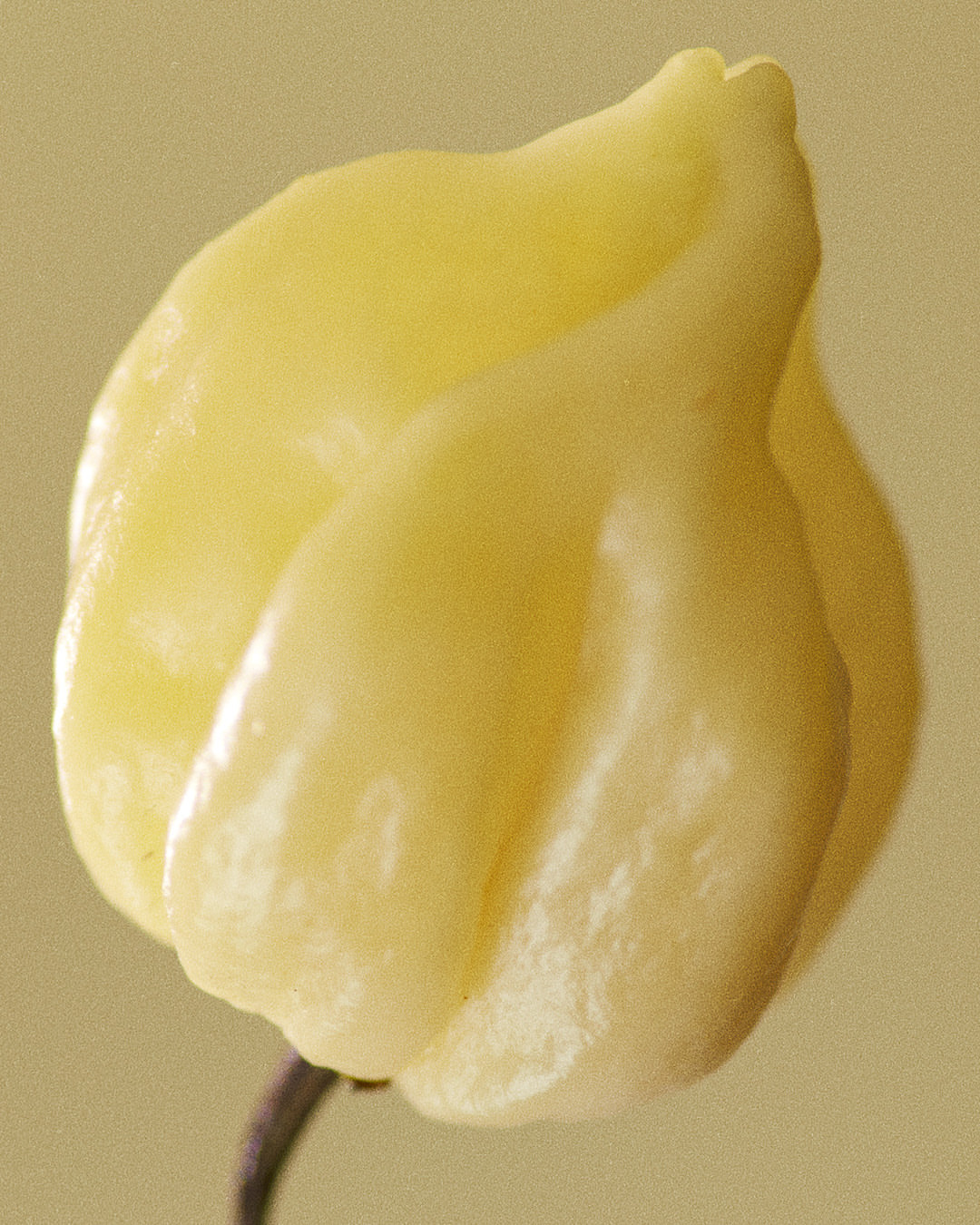 Close-up studio shot of a single, ripe, yellow habanero pepper with a smooth texture and glossy sheen, emphasizing its vibrant color and unique shape.