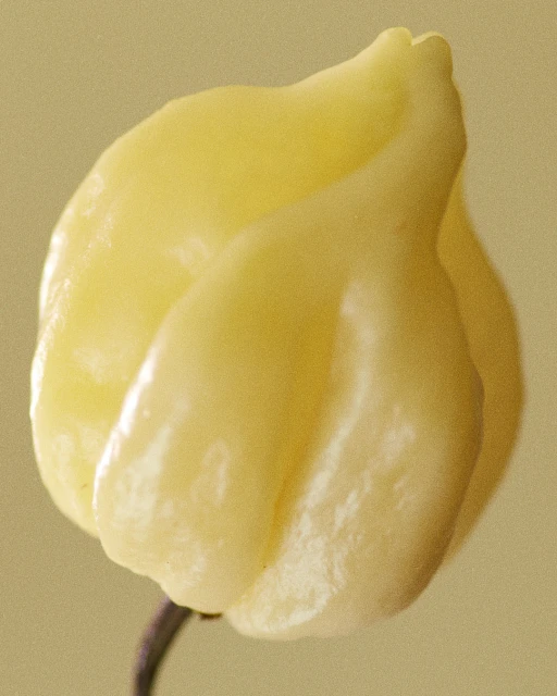 Close-up studio shot of a single, ripe, yellow habanero pepper with a smooth texture and glossy sheen, emphasizing its vibrant color and unique shape.