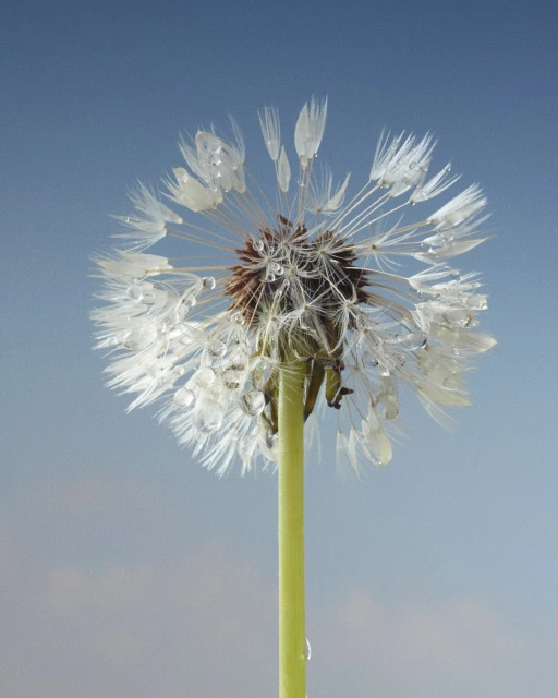 Close-up of a wet dandelion seed head against a blue sky background, showcasing delicate details and natural beauty.