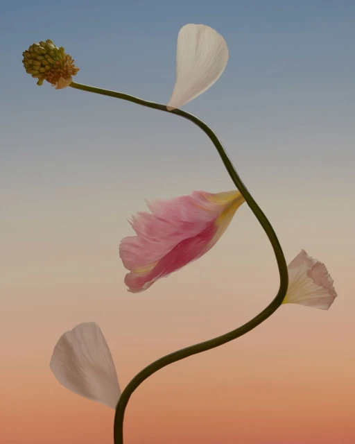 A close-up photograph showcases a plant with delicate white and pink petals against a soft gradient sky backdrop. Floral botanical art.