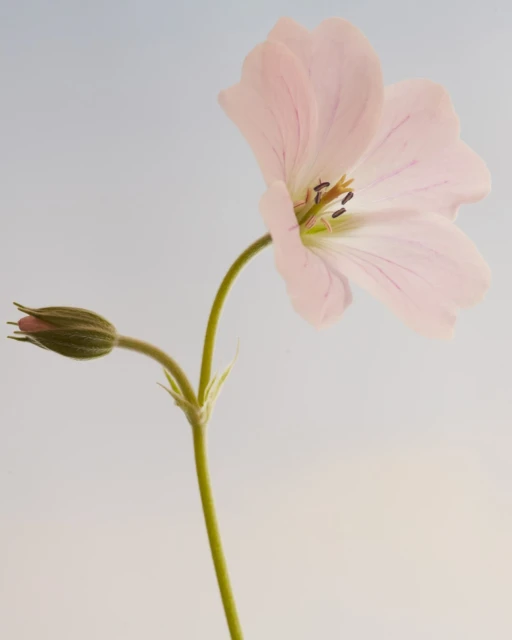 Close-up photograph of a delicate pink wildflower with a closed bud, set against a light gradient background, showcasing nature's subtle beauty.
