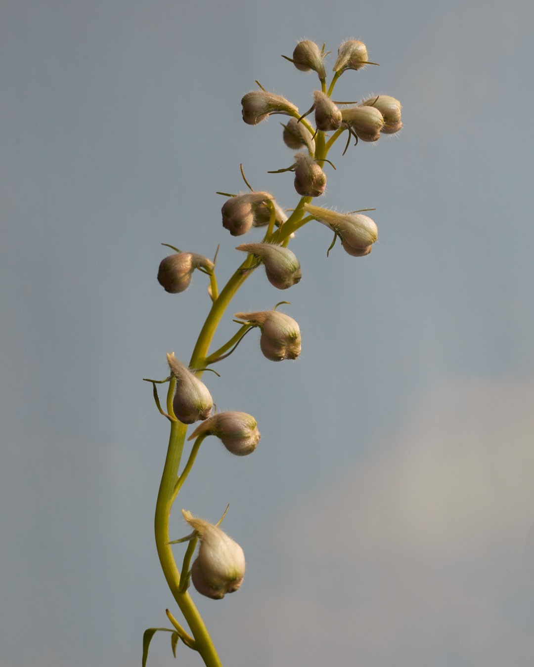 A close-up of a green plant stalk with light beige budding flowers against a pale blue sky, capturing nature's subtle beauty.