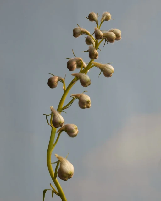 A close-up of a green plant stalk with light beige budding flowers against a pale blue sky, capturing nature's subtle beauty.
