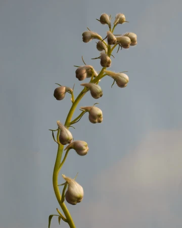 A close-up of a green plant stalk with light beige budding flowers against a pale blue sky, capturing nature's subtle beauty.