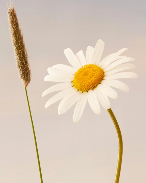 Close-up of a white daisy with a yellow center and a thin green stem, next to a stem of wheat, against a light, neutral background.
