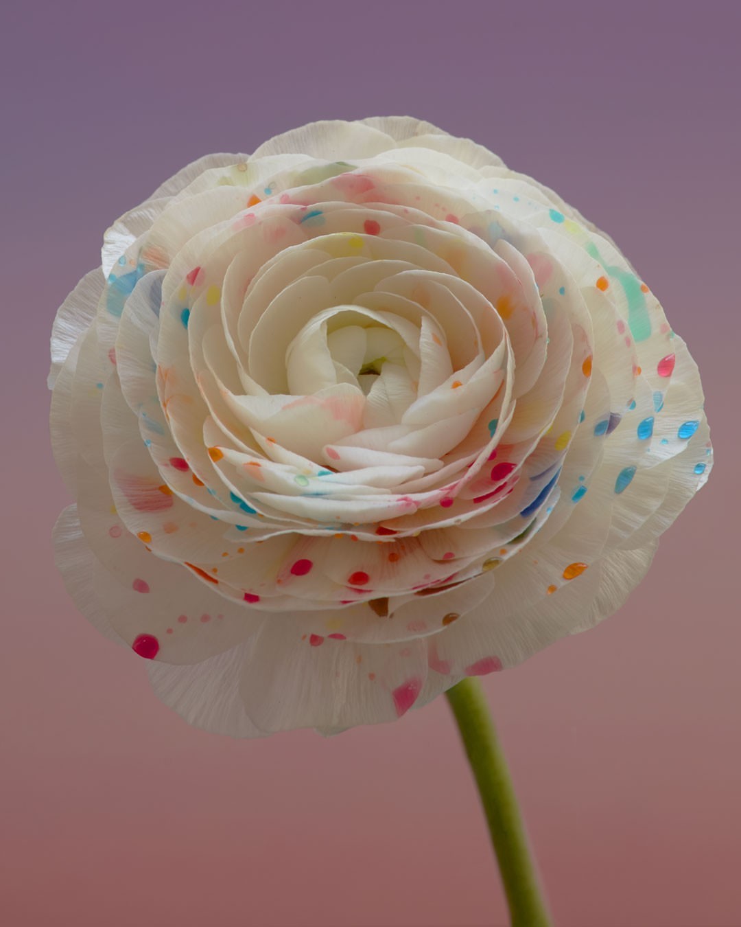 Close-up studio shot of a ranunculus flower with colorful spots on the petals, against a blended background of pink, purple, and peach tones.