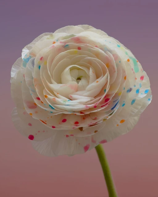 Close-up studio shot of a ranunculus flower with colorful spots on the petals, against a blended background of pink, purple, and peach tones.