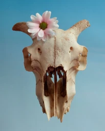 Animal skull adorned with a single pink daisy placed between the horns against a gradient blue background