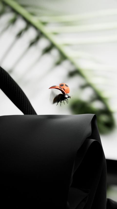 A ladybug takes flight atop a black chair, set against a blurred background of a white wall and a vibrant green palm leaf.