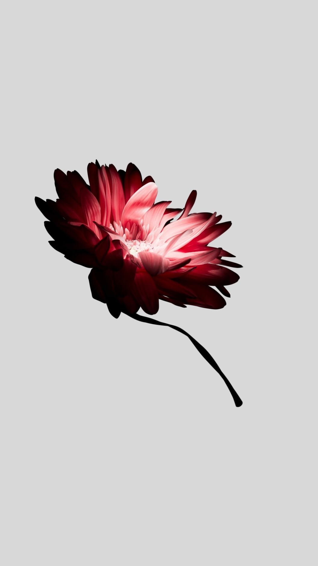 Close-up of a vibrant red gerbera daisy with delicate petals, set against a soft grey background in a studio setting.