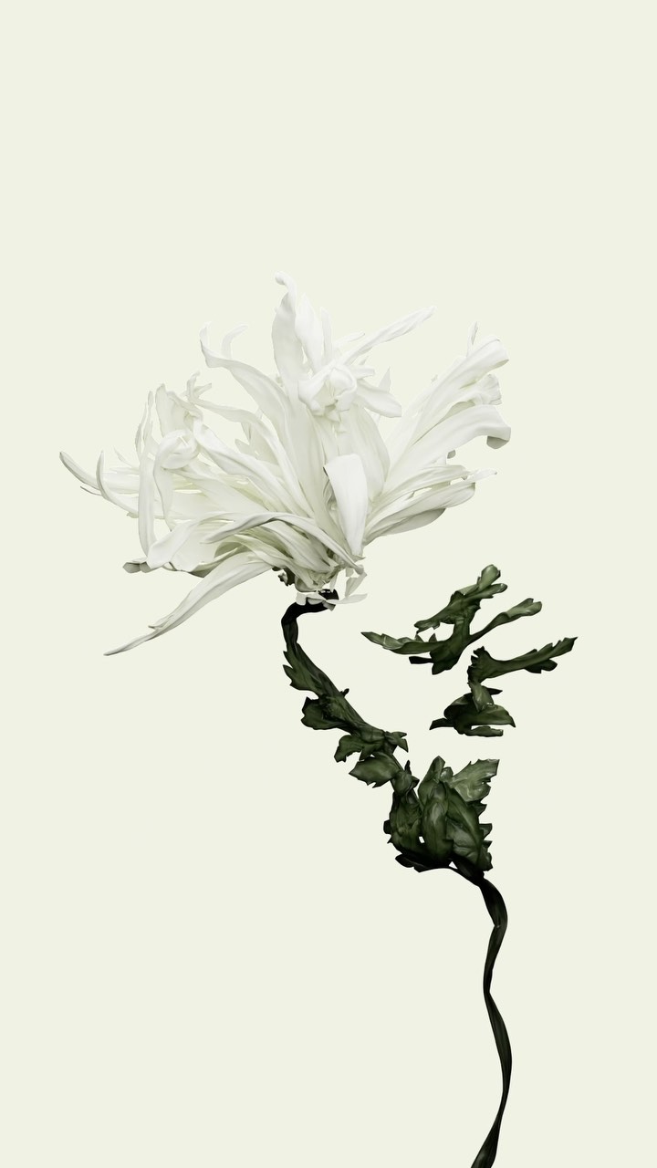 Monochromatic still life of a white flower with green seaweed stem on a light background, with a focus on texture and organic form.