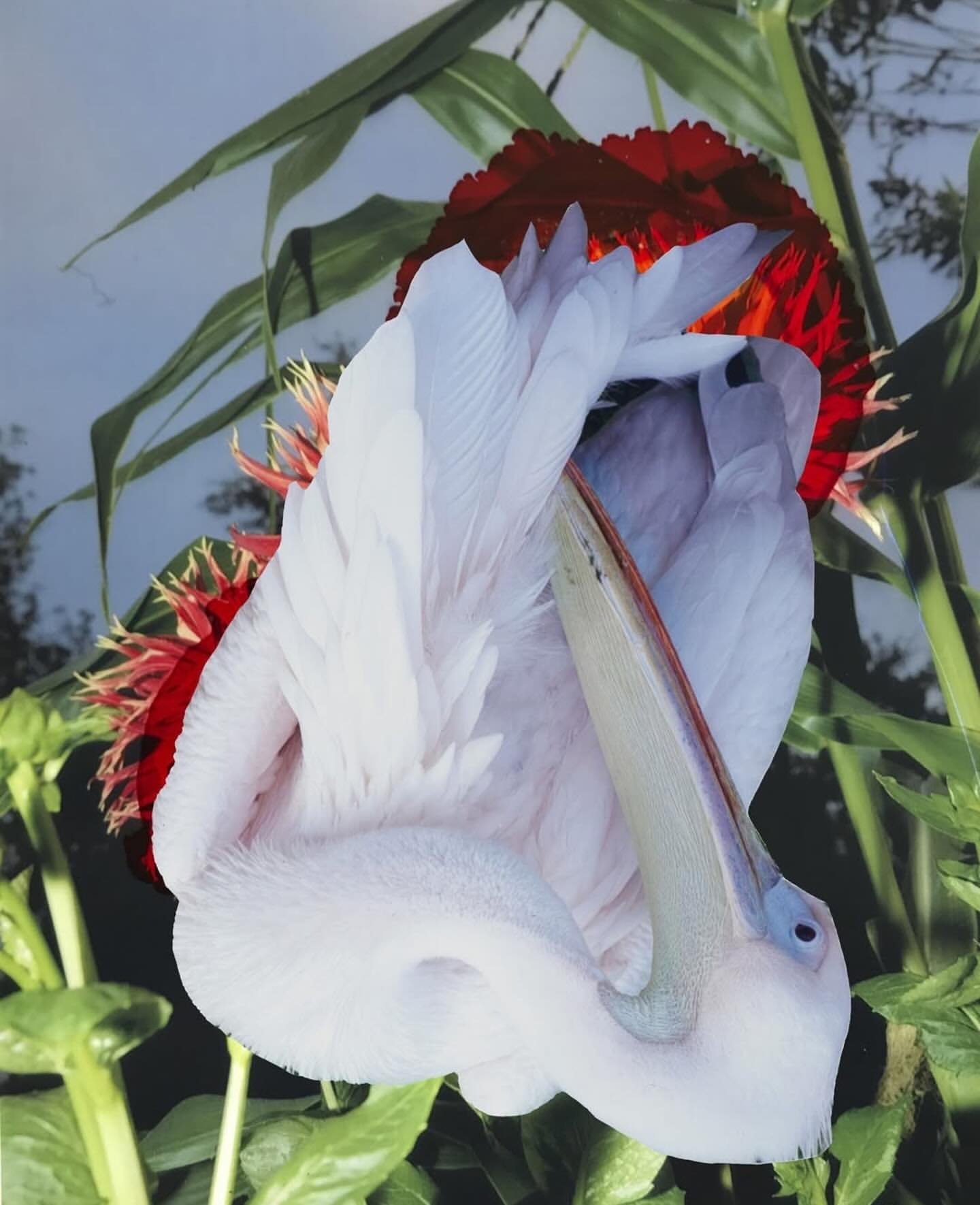 Pelican preening its feathers, positioned among bright red and orange flowers with green foliage, set against a muted, cloudy sky.